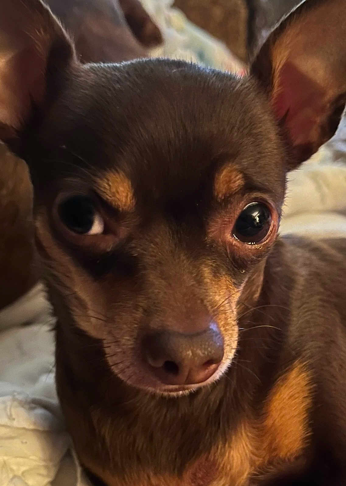 Trixie joined the competition — help win amazing prizes! dog, close_up, brown_fur, small_dog, ears, eyes, pet, mammal, animal, portrait, cute, domestic_animal, snout, whiskers, lying_down, indoor, fur, looking_away, companion, face