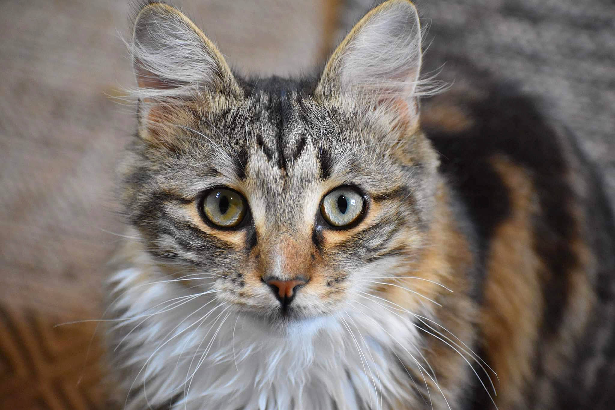 Thor joined the competition — help win amazing prizes! carnivore, cat, domestic_short_haired_cat, eye, felidae, fur, grass, hair, head, iris, lynx, small_to_medium_sized_cats, snout, terrestrial_animal, tree, whiskers, wildlife