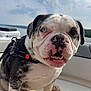 dog, bulldog, puppy, pet, boat, lake, water, sky, clouds, harness, seat, upholstery, paw, teeth, closeup, portrait, blue_eye, heterochromia, smiling, outdoors