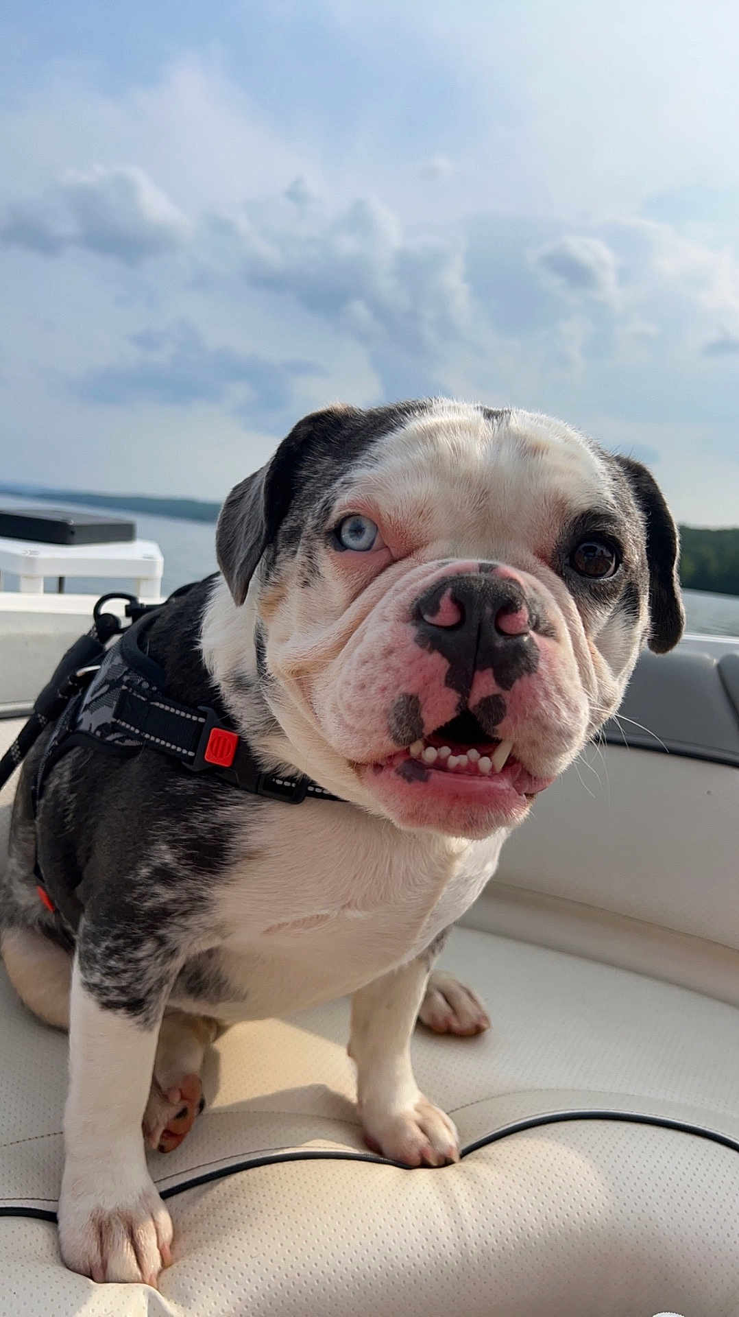 Sleepy joined the competition — help win amazing prizes! dog, bulldog, puppy, pet, boat, lake, water, sky, clouds, harness, seat, upholstery, paw, teeth, closeup, portrait, blue_eye, heterochromia, smiling, outdoors