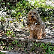 Kudjo a rejoint le concours — aidez-le/la à gagner de superbes lots ! dog, outdoor, nature, stone_path, greenery, wildflowers, scruffy, fluffy, pet, sunlight, shadows, rocks, plants, leaves, ears, fur, animal, sitting, daylight, calm
