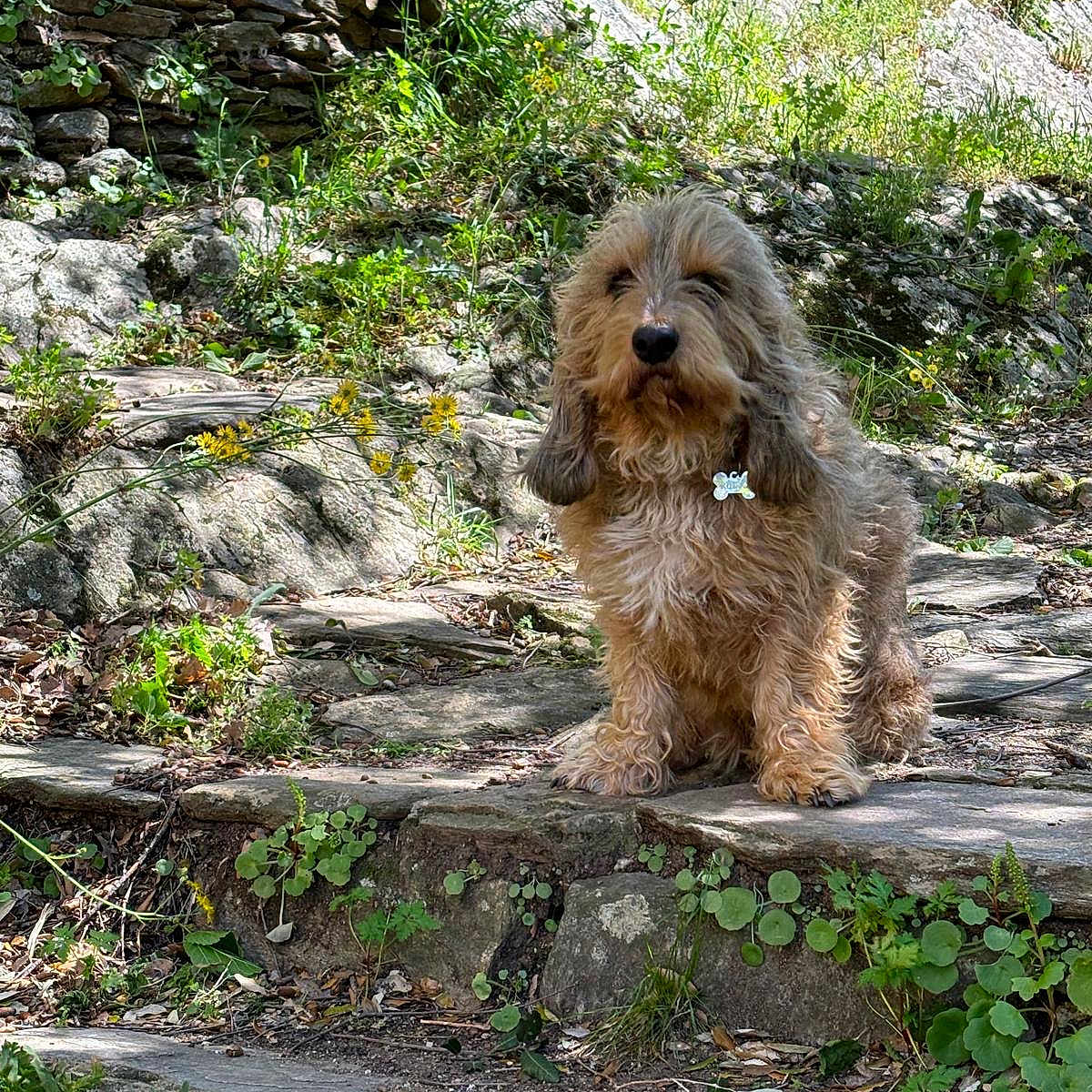 Kudjo a rejoint le concours — aidez-le/la à gagner de superbes lots ! animal, calm, daylight, dog, ears, fluffy, fur, greenery, leaves, nature, outdoor, pet, plants, rocks, scruffy, shadows, sitting, stone_path, sunlight, wildflowers