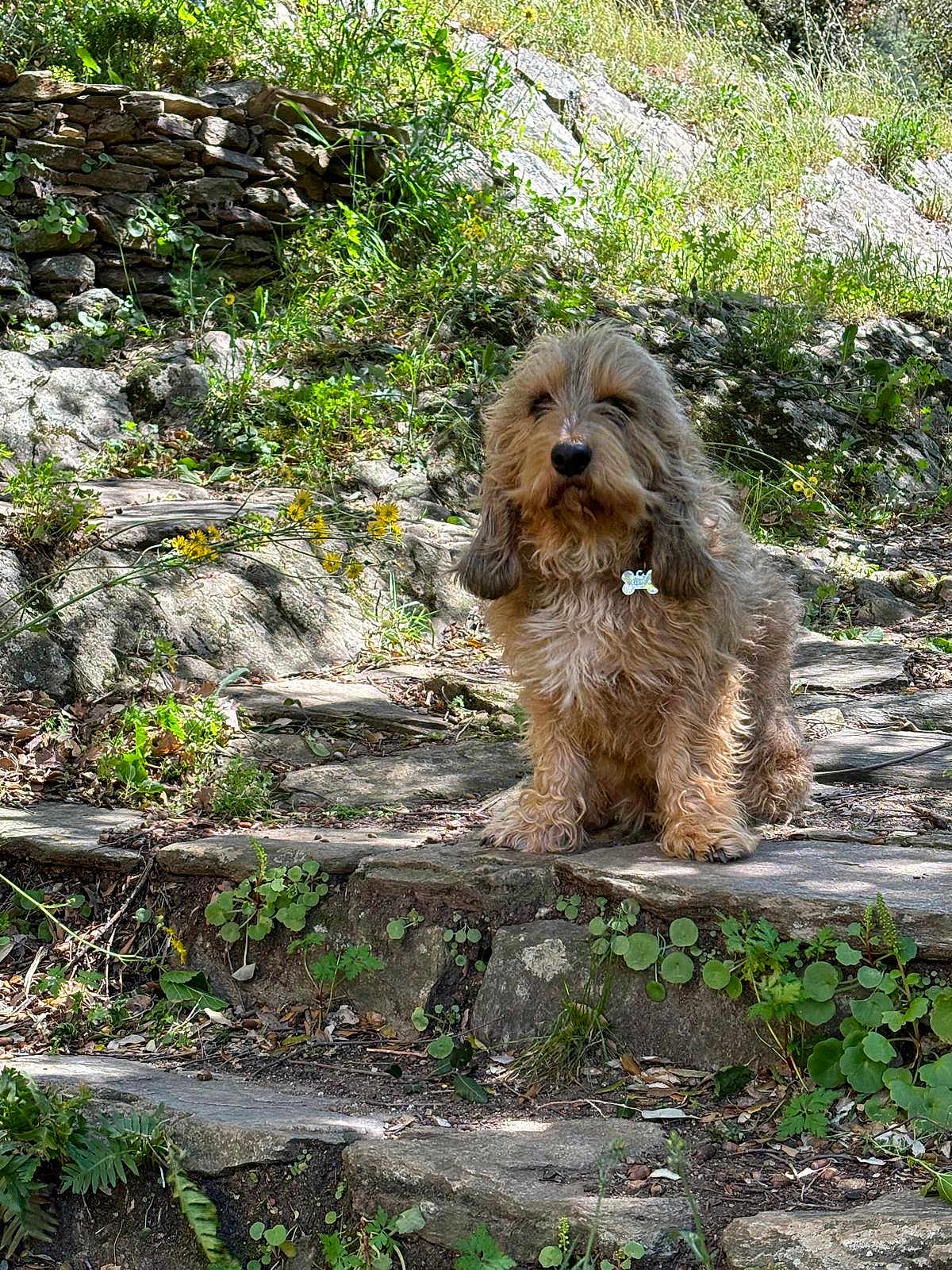 Kudjo a rejoint le concours — aidez-le/la à gagner de superbes lots ! dog, outdoor, nature, stone_path, greenery, wildflowers, scruffy, fluffy, pet, sunlight, shadows, rocks, plants, leaves, ears, fur, animal, sitting, daylight, calm