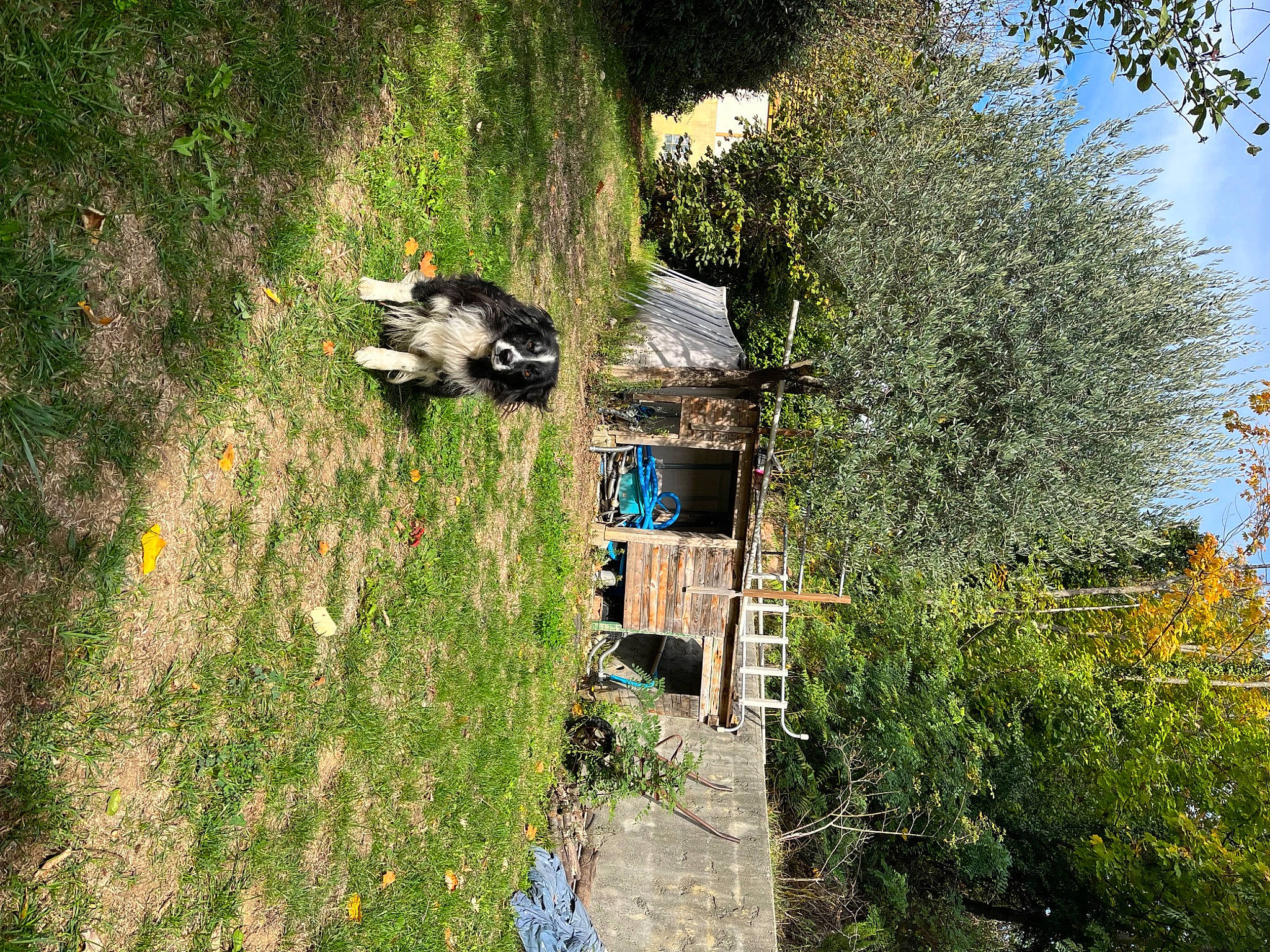 Bandit participe au concours pour gagner de l'argent avec cette photo : dog, garden, grass, grassland, landscape, leisure, meadow, natural_landscape, pasture, plant, rural_area, shadow, shrub, sky, soil, tints_and_shades, tree, trunk, wood, yard