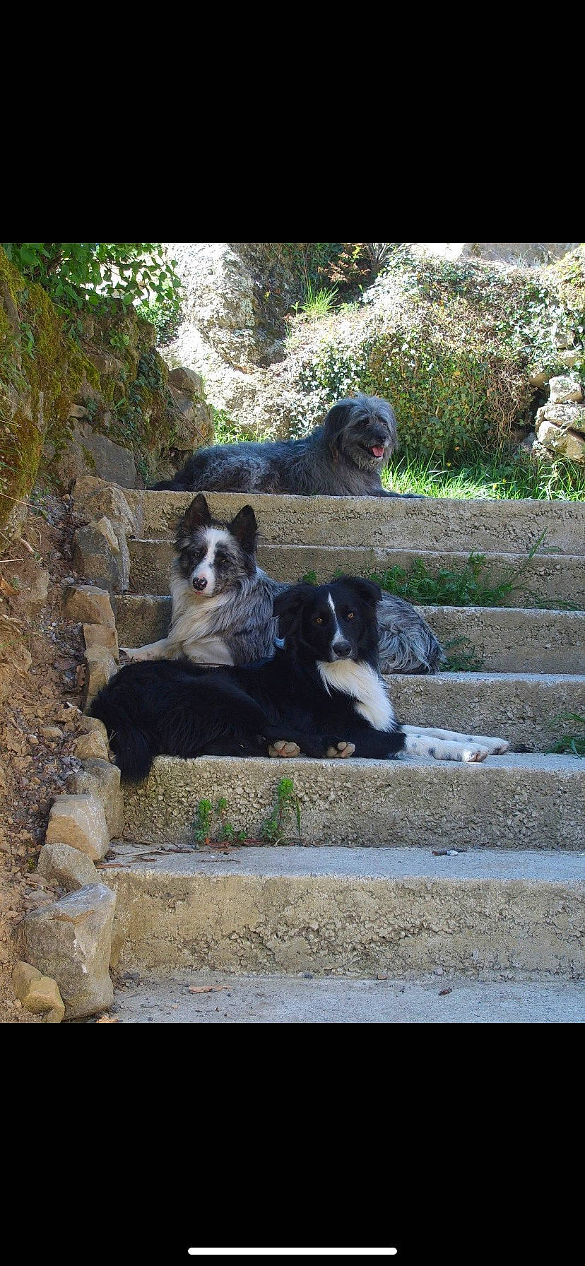 Bandit a rejoint le concours — aidez-le/la à gagner de superbes lots ! art, building, canidae, carnivore, companion_dog, dog, dog_breed, garden, grass, gun_dog, herding_dog, house, landscape, landscaping, plant, rock, sporting_group, tints_and_shades, tree, working_animal