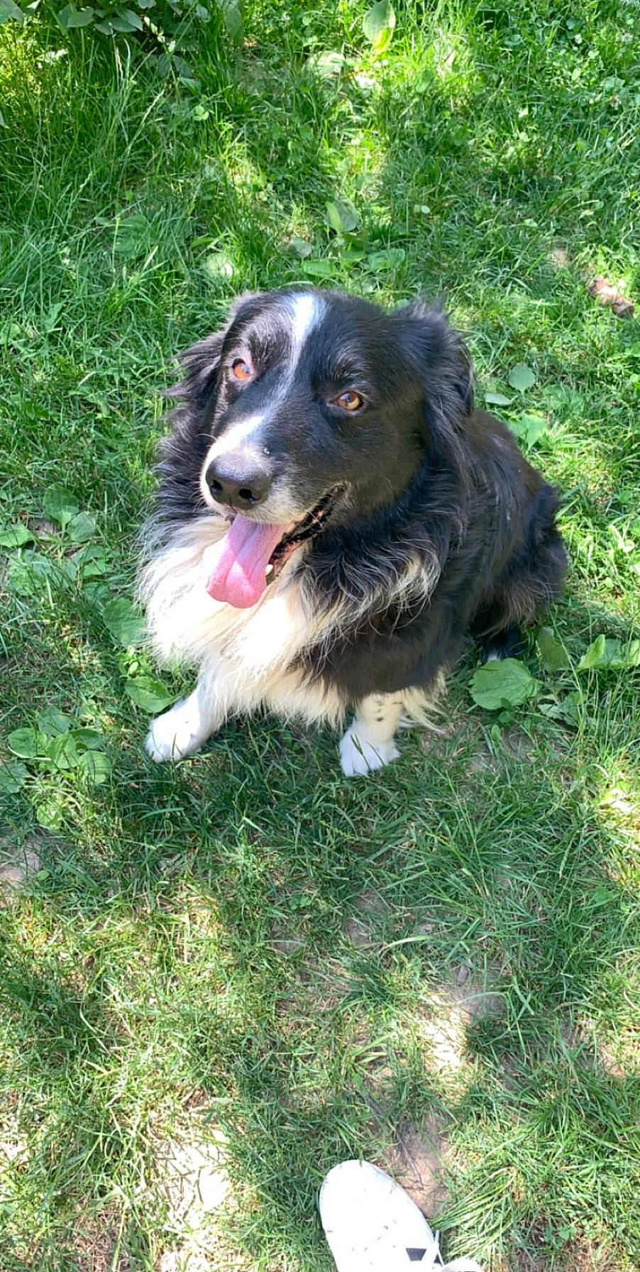 Bandit participe au concours pour gagner de l'argent avec cette photo : border_collie, canidae, carnivore, companion_dog, dog, dog_breed, grass, gun_dog, herding_dog, plant, snout, spaniel, sporting_group, whiskers, working_dog