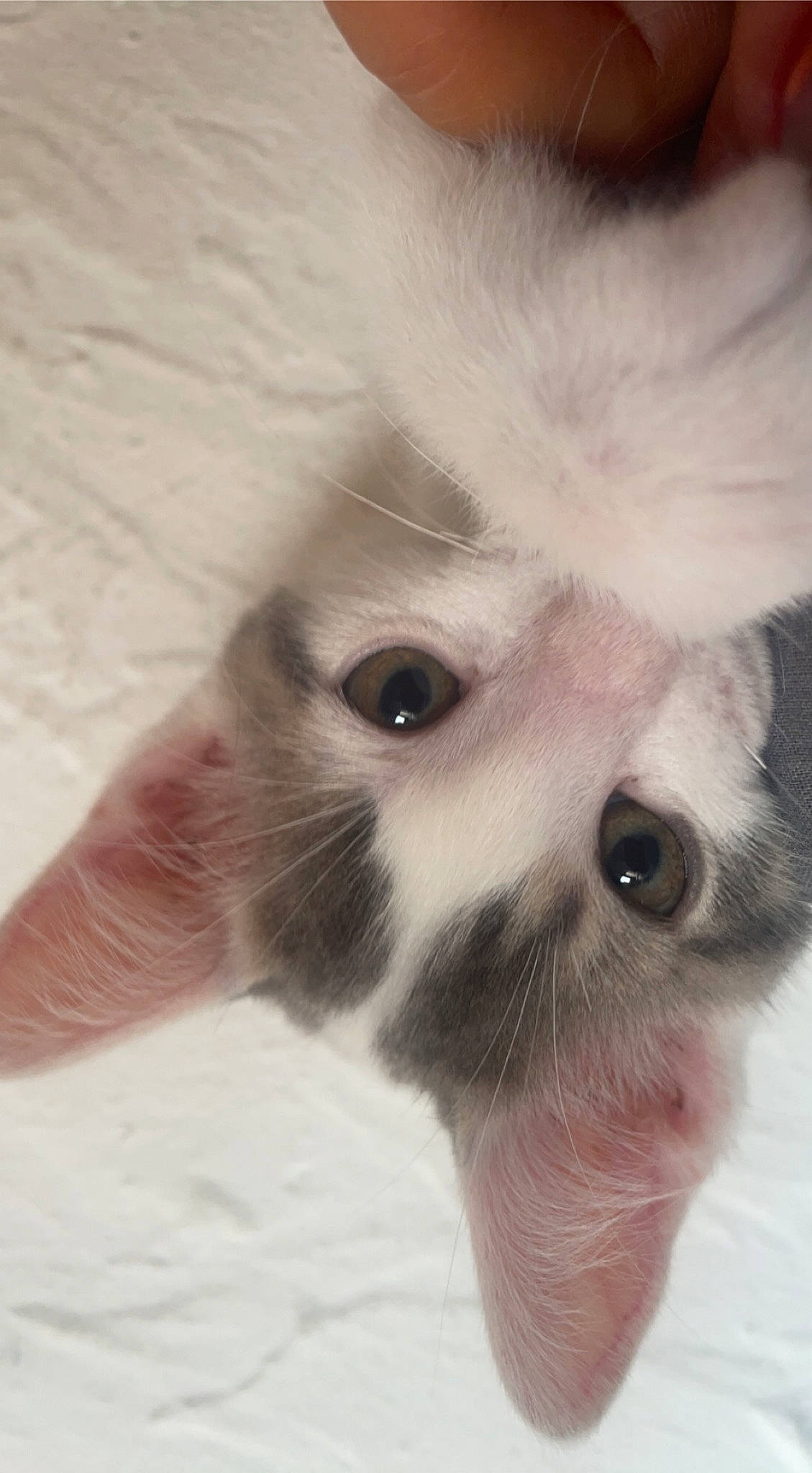 Snoop participe au concours pour gagner de l'argent avec cette photo : carnivore, cat, claw, domestic_short_haired_cat, ear, eye, fawn, felidae, fur, paw, small_to_medium_sized_cats, snout, terrestrial_animal, whiskers, working_animal