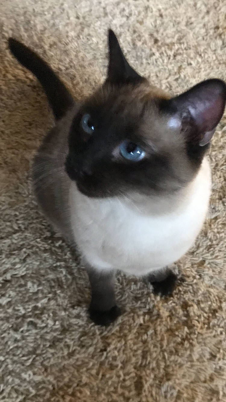 Layla is registered to the contest to win money with this photo: balinese, carnivore, cat, electric_blue, eye, fawn, felidae, fur, grass, head, human_body, iris, siamese, small_to_medium_sized_cats, snout, tail, terrestrial_animal, whiskers