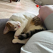 Tora a rejoint le concours — aidez-le/la à gagner de superbes lots ! cat, sleeping, couch, person, leg, shorts, wooden_floor, toy, indoor, relaxation, pet, fur, white, brown, black, cozy, curled_up, nap, home, quiet