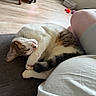 cat, sleeping, couch, person, leg, shorts, wooden_floor, toy, indoor, relaxation, pet, fur, white, brown, black, cozy, curled_up, nap, home, quiet
