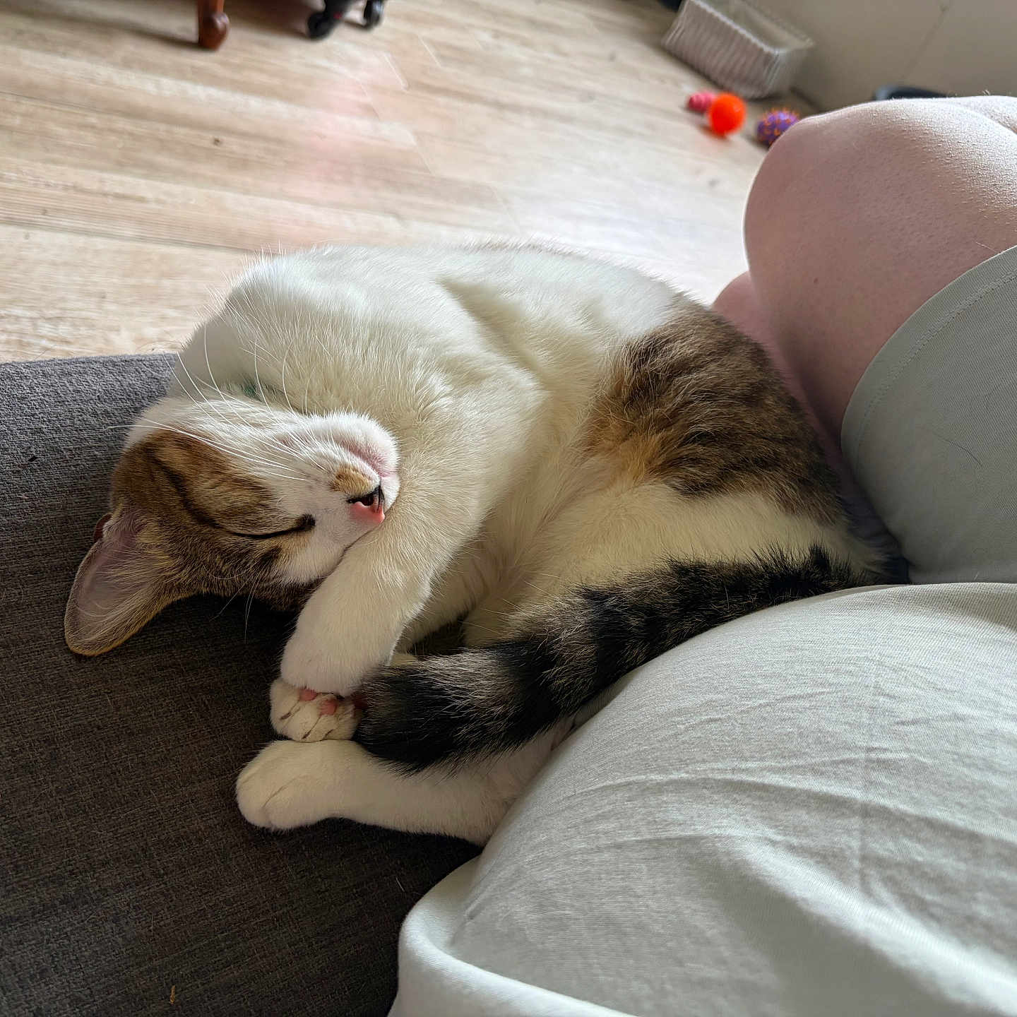 Tora a rejoint le concours — aidez-le/la à gagner de superbes lots ! cat, sleeping, couch, person, leg, shorts, wooden_floor, toy, indoor, relaxation, pet, fur, white, brown, black, cozy, curled_up, nap, home, quiet