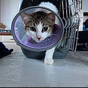 Tora participe au concours pour gagner de l'argent avec cette photo : animal, appliance, cabinet, cat, close_up, cone, curious, domestic, door, feline, floor, household, indoor, kitchen, pet_carrier, protective_collar, recovery, table, walking, white_and_brown