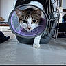 animal, appliance, cabinet, cat, close_up, cone, curious, domestic, door, feline, floor, household, indoor, kitchen, pet_carrier, protective_collar, recovery, table, walking, white_and_brown
