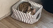 Tora participe au concours pour gagner de l'argent avec cette photo : animal, basket, black, cat, corner, cozy, curious, domestic, empty_bed, feline, flooring, green, indoor, peeking, pet, resting, small_basket, striped, toy, wooden_floor