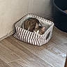 animal, basket, black, cat, corner, cozy, curious, domestic, empty_bed, feline, flooring, green, indoor, peeking, pet, resting, small_basket, striped, toy, wooden_floor