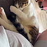 Tora participe au concours pour gagner de l'argent avec cette photo : brown_fur, casual, cat, clothing, couch, cozy, furniture, home, indoor, light, paw, person, pet, relaxation, resting, sleeping, tabby_cat, tail, white_fur, wooden_floor