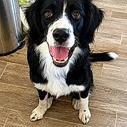 Aïka a rejoint le concours — aidez-le/la à gagner de superbes lots ! dog, black_and_white, happy, smiling, tongue_out, pet, canine, indoor, wooden_floor, sitting, fur, eyes, nose, paw, tail, animal, companion, cute, friendly, portrait
