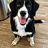 dog, black_and_white, happy, smiling, tongue_out, pet, canine, indoor, wooden_floor, sitting, fur, eyes, nose, paw, tail, animal, companion, cute, friendly, portrait