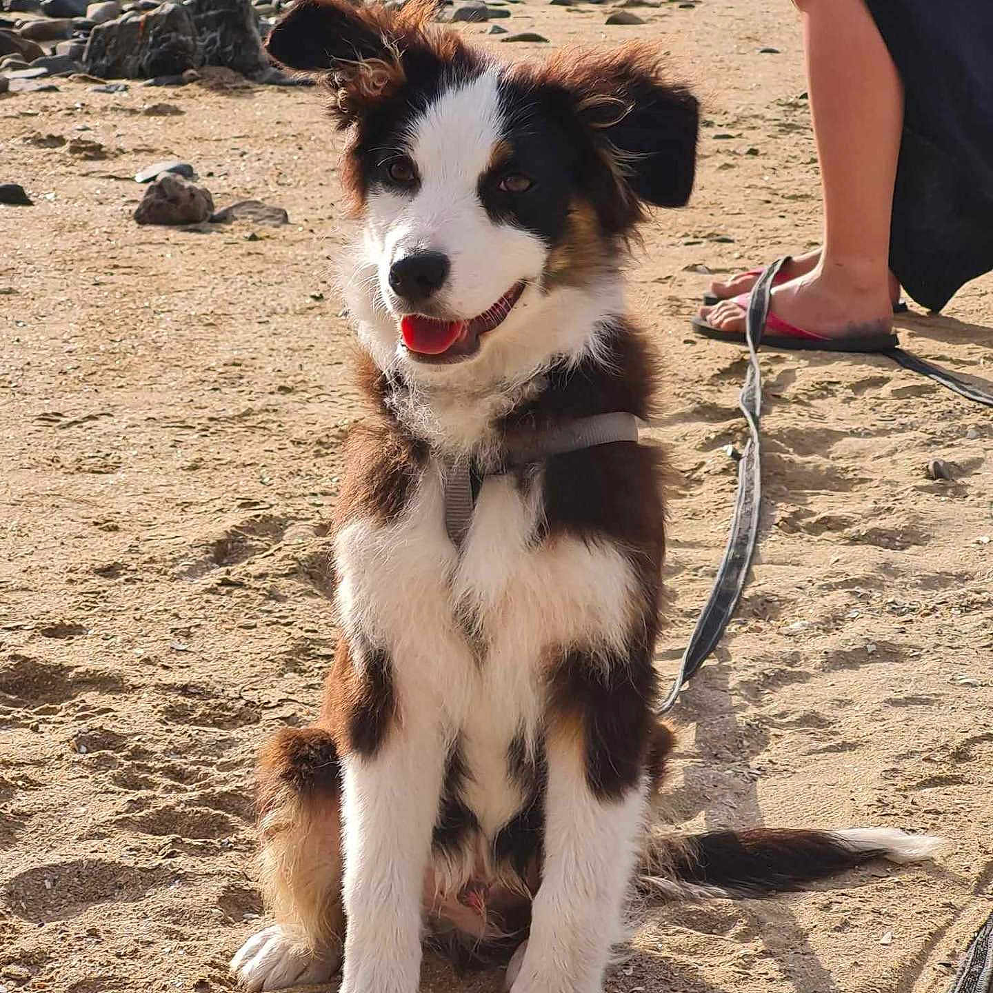 Vimpy a rejoint le concours — aidez-le/la à gagner de superbes lots ! accessories, adult, animal, canine, clothing, dog, female, footwear, husky, leash, person, pet, puppy, racket, sandal, shoe, sport, strap, tennis, woman