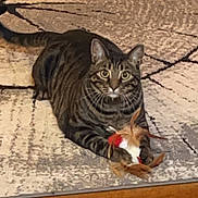 Mingo joined the competition — help win amazing prizes! cat, tabby, pet, animal, feline, striped_fur, green_eyes, whiskers, ears, lying_down, playing, toy, feather_toy, indoor, rug, floor, home, portrait, wooden_floor, alert