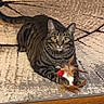 cat, tabby, pet, animal, feline, striped_fur, green_eyes, whiskers, ears, lying_down, playing, toy, feather_toy, indoor, rug, floor, home, portrait, wooden_floor, alert