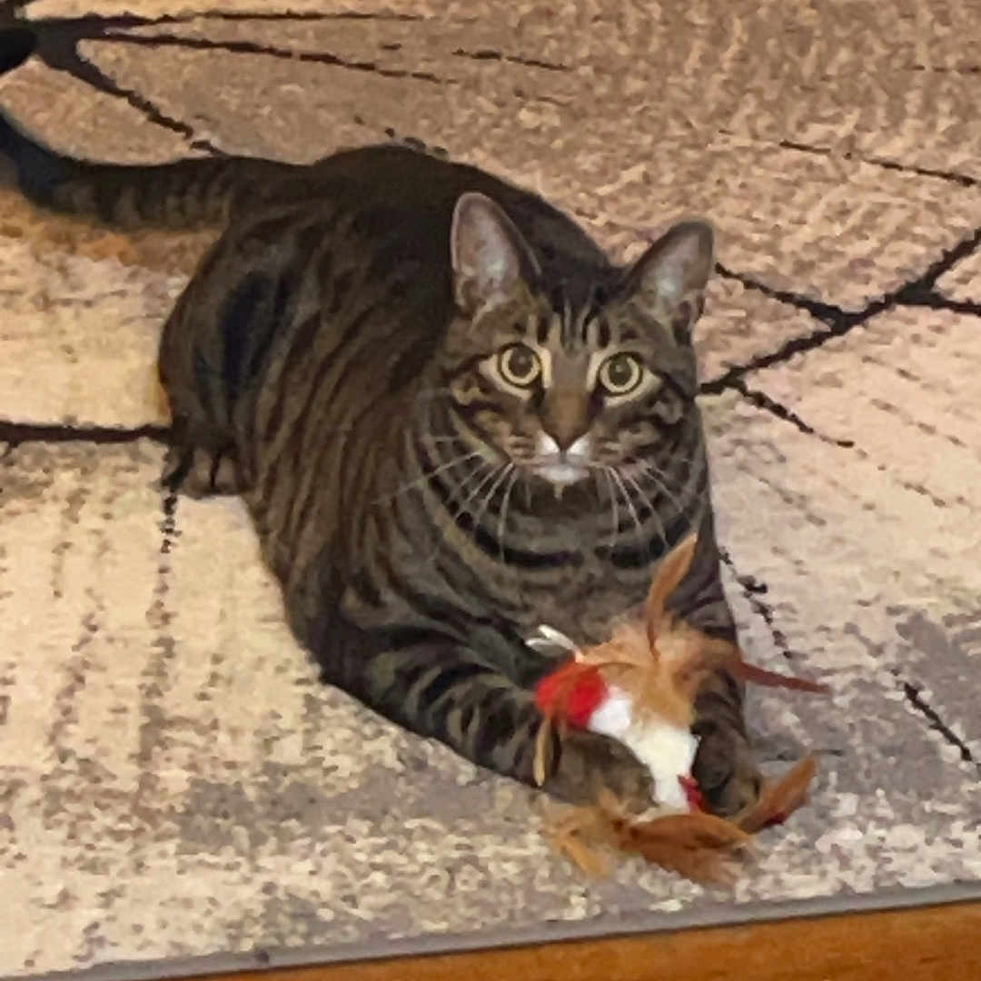 Mingo joined the competition — help win amazing prizes! cat, tabby, pet, animal, feline, striped_fur, green_eyes, whiskers, ears, lying_down, playing, toy, feather_toy, indoor, rug, floor, home, portrait, wooden_floor, alert