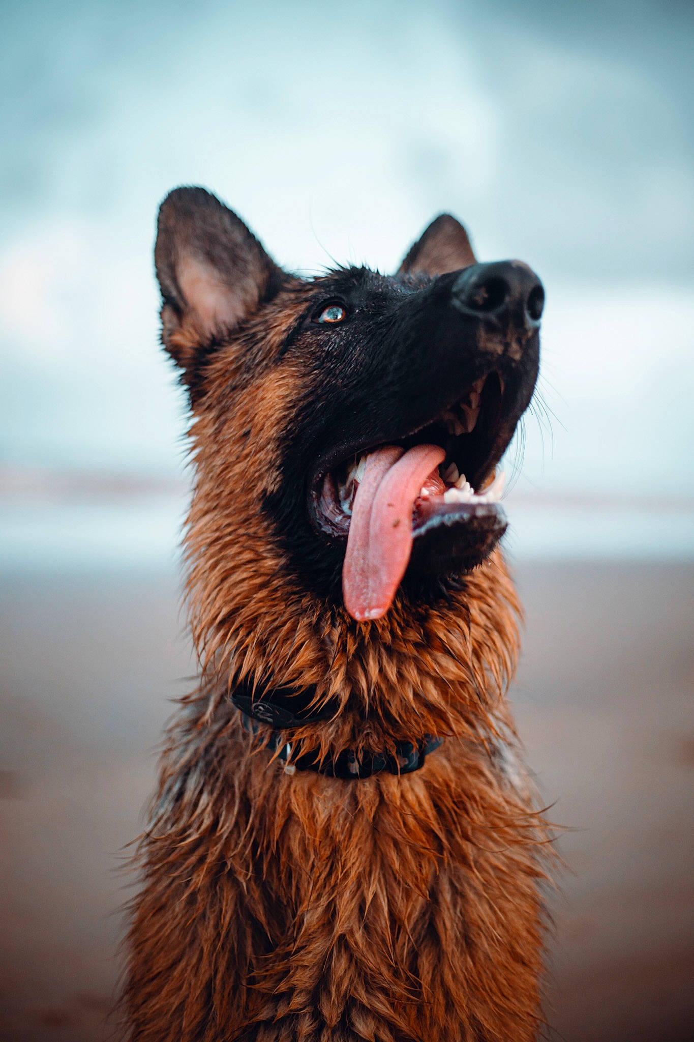 Horton joined the competition — help win amazing prizes! canidae, carnivore, companion_dog, dog, dog_breed, fur, giant_dog_breed, happy, herding_dog, king_shepherd, sky, snout, sporting_group, wildlife, working_dog