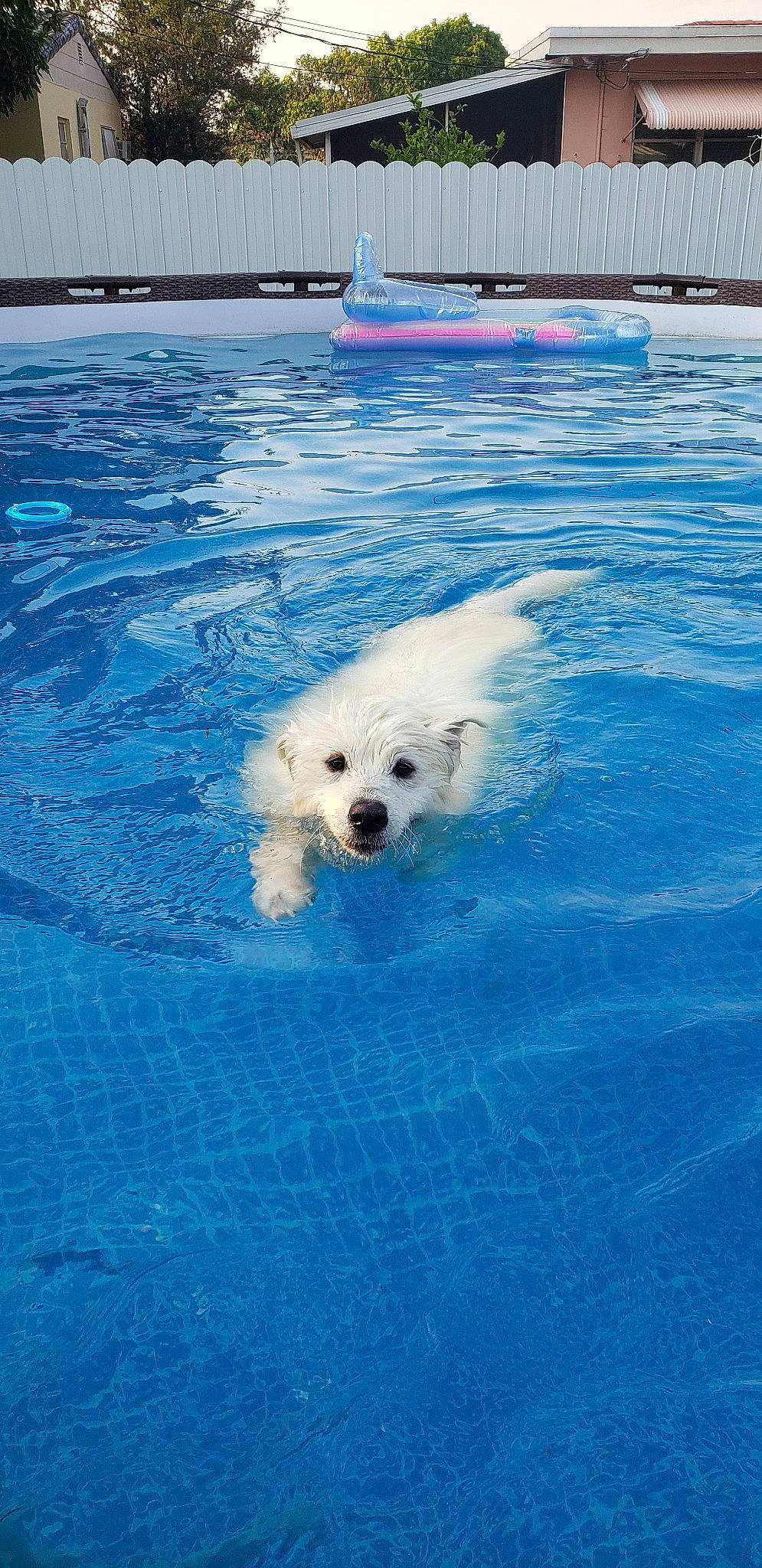 Ghost is registered to the contest to win money with this photo: american_eskimo_dog, arctic, canidae, carnivore, companion_dog, dog, dog_breed, japanese_spitz, non_sporting_group, ocean, polar_bear, pomeranian, puppy, samoyed, sky, spitz, water, west_highland_white_terrier