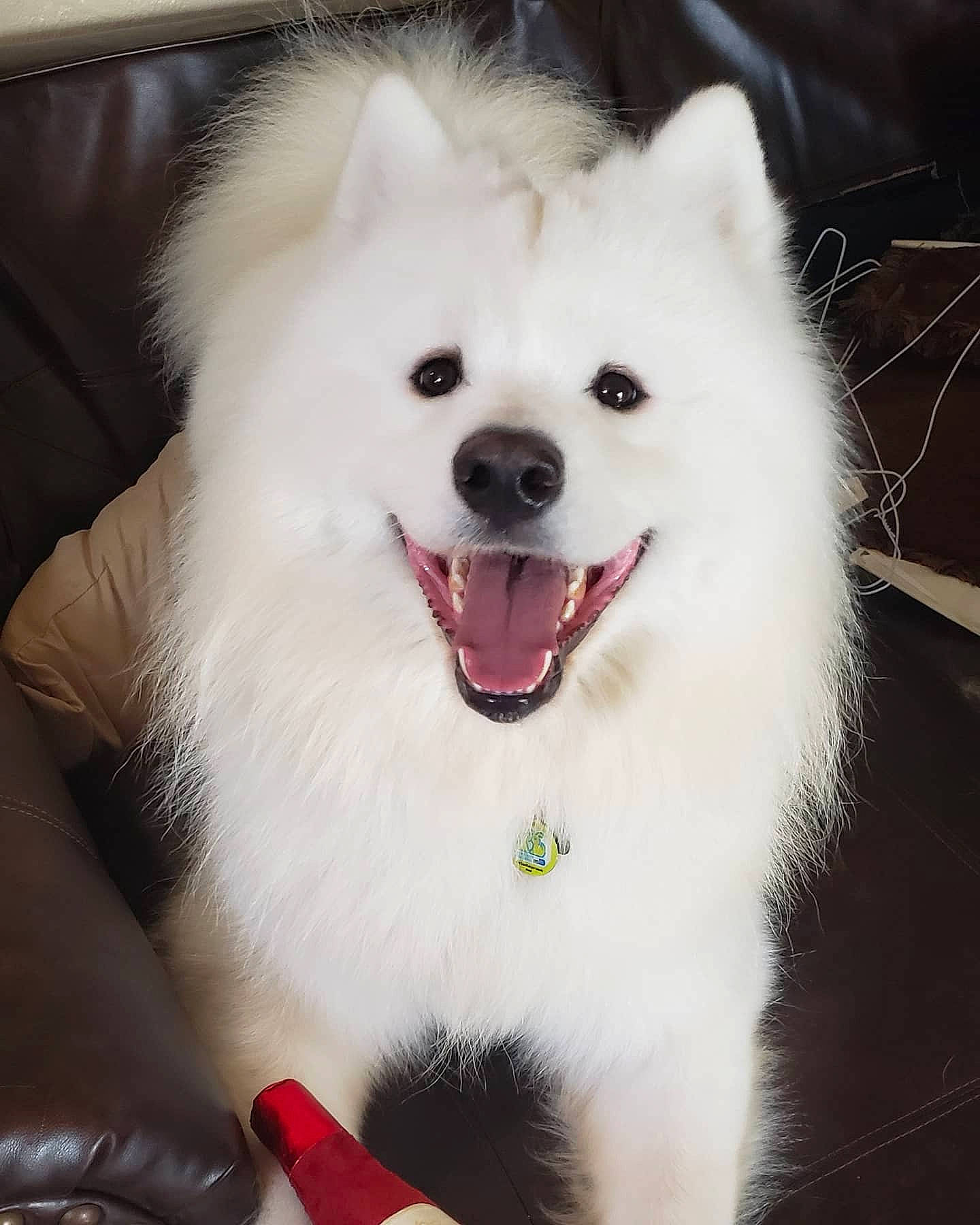 Ghost is registered to the contest to win money with this photo: american_eskimo_dog, canadian_eskimo_dog, canidae, carnivore, companion_dog, dog, dog_breed, german_spitz, german_spitz_klein, german_spitz_mittel, indian_spitz, japanese_spitz, kishu, mammal, non_sporting_group, rare_breed_dog, samoyed, spitz, vertebrate, volpino_italiano