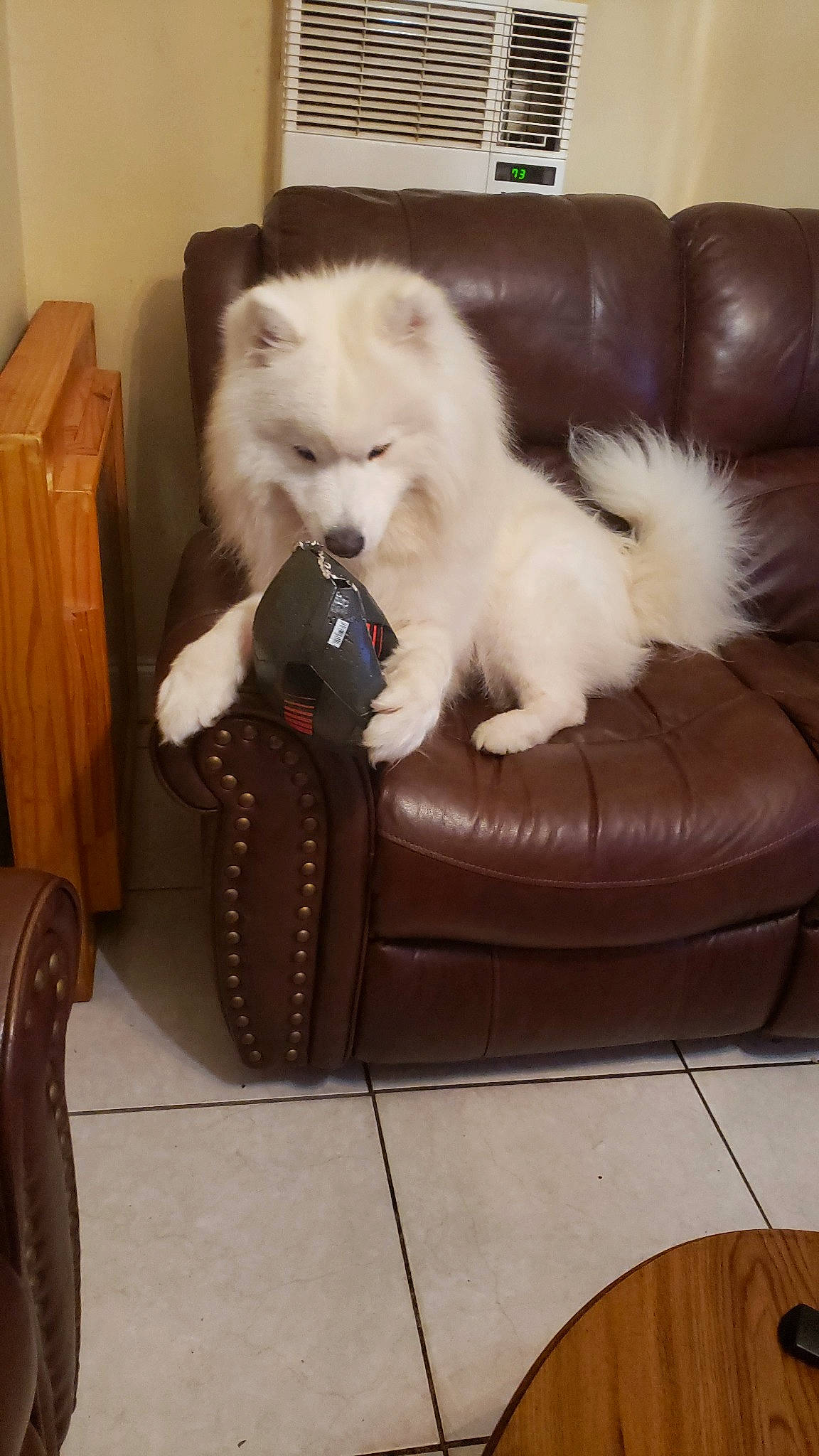 Ghost is registered to the contest to win money with this photo: american_eskimo_dog, canidae, carnivore, companion_dog, dog, dog_breed, german_spitz, german_spitz_klein, german_spitz_mittel, japanese_spitz, mammal, non_sporting_group, pomeranian, puppy, samoyed, spitz, vertebrate, volpino_italiano