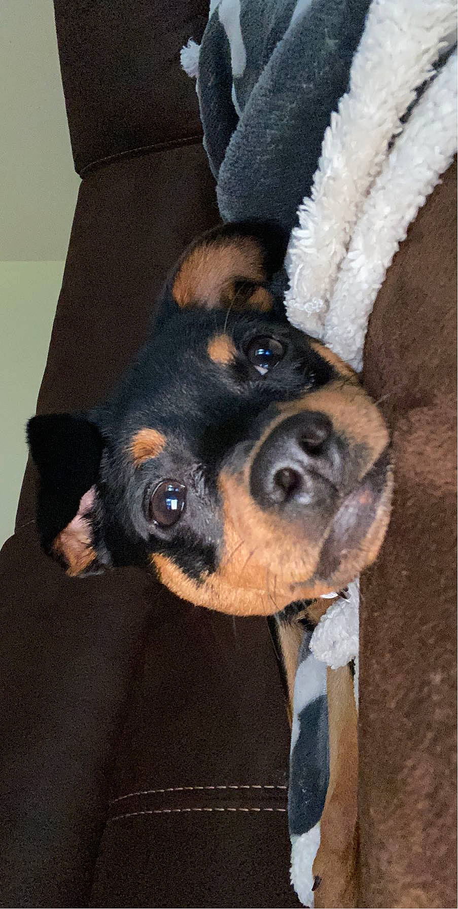 Jaxy joined the competition — help win amazing prizes! carnivore, collar, comfort, companion_dog, dog, dog_breed, ear, fawn, fur, guard_dog, hound, paw, puppy_love, scent_hound, snout, sporting_group, toy_dog, whiskers, working_animal, working_dog