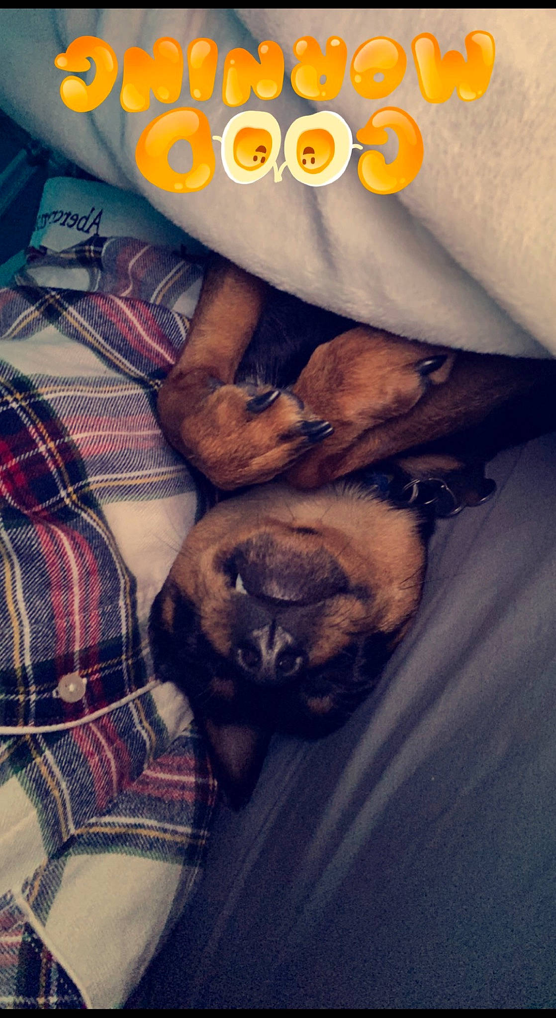 Jaxy joined the competition — help win amazing prizes! bedding, canidae, carnivore, comfort, companion_dog, couch, dog_breed, fawn, felidae, font, happy, linens, pattern, paw, plaid, small_to_medium_sized_cats, snout, tartan, toy_dog, whiskers