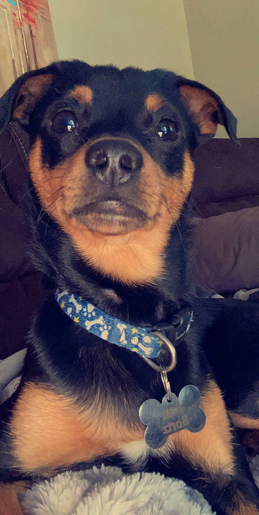 Jaxy is registered to the contest to win money with this photo: canidae, carnivore, collar, companion_dog, couch, dog, dog_breed, dog_collar, electric_blue, fawn, fur, guard_dog, non_sporting_group, puppy, snout, sporting_group, toy_dog, whiskers, working_animal, working_dog