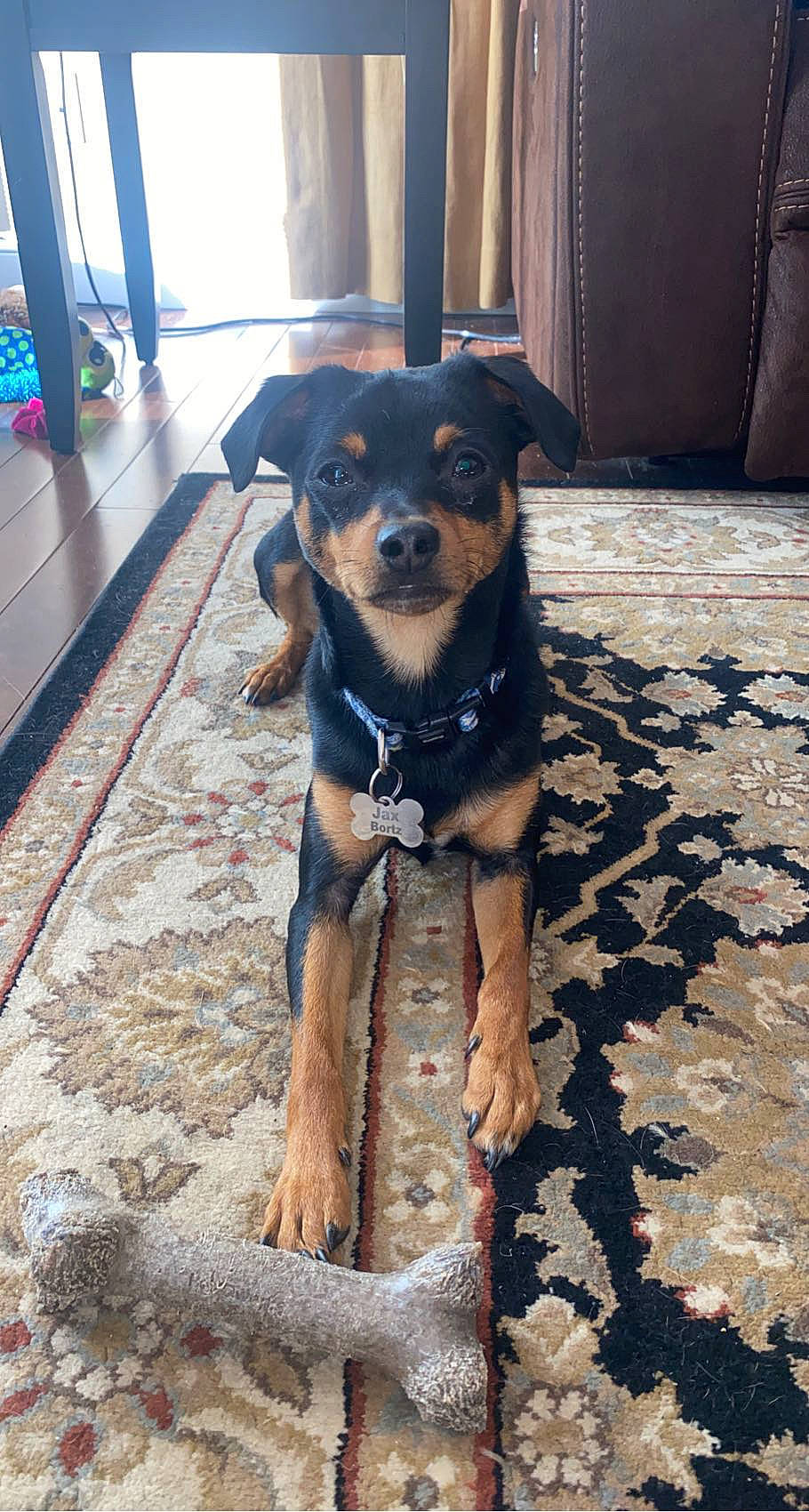 Jaxy is registered to the contest to win money with this photo: canidae, carnivore, collar, companion_dog, dog, dog_breed, dog_collar, fawn, flooring, guard_dog, non_sporting_group, pet_supply, plant, puppy, snout, sporting_group, toy_dog, whiskers, working_animal, working_dog