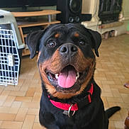 Vénus participe au concours pour gagner de l'argent avec cette photo : rottweiler, dog, pet, indoor, floor, tile, tongue_out, collar, happy, smiling, animal, canine, sitting, ears, fur, black_and_brown, mouth_open, home, living_room, furniture