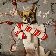 Speed participe au concours pour gagner de l'argent avec cette photo : dog, puppy, pet, lying_down, belly_up, toy, plush_toy, candy_cane, christmas, holiday, festive, red_beads, garland, blanket, indoor, portrait, close_up, adorable, white_fur, brown_fur