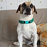 Speed participe au concours pour gagner de l'argent avec cette photo : dog, pet, canine, sitting, couch, collar, turquoise, white_fur, brown_fur, black_mask, floppy_ears, nose, eyes, portrait, indoor, living_room, wallpaper, pillows, home, cute