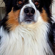 Taz participe au concours pour gagner de l'argent avec cette photo : animal, australian_shepherd, black_and_white, brown_eyes, canine, close_up, companion, dog, domestic, ears, fluffy, fur, furry, indoor, living_room, nose, orange_markings, pet, portrait, whiskers
