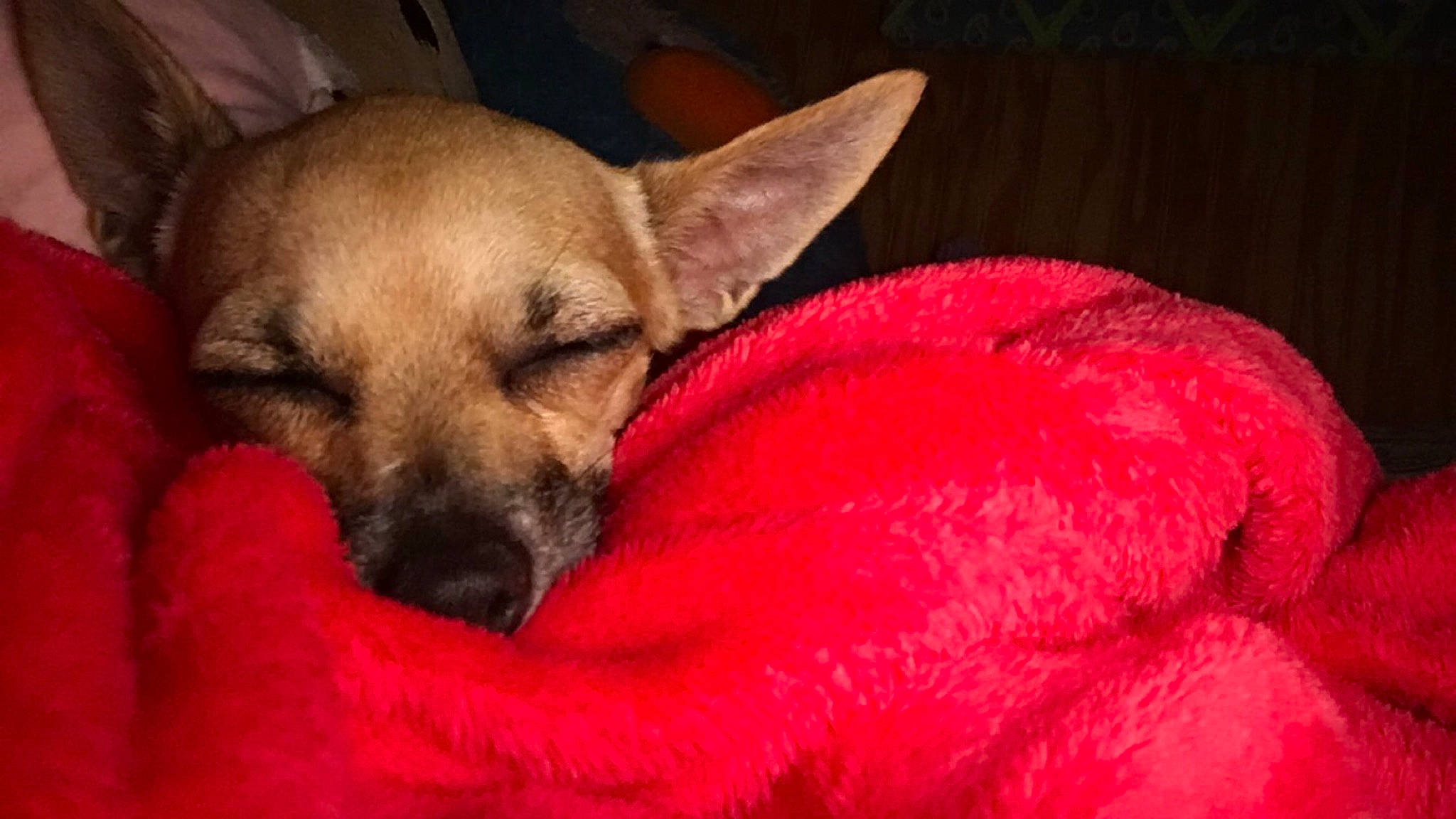 Roxy joined the competition — help win amazing prizes! canidae, carnivore, chihuahua, companion_dog, dog, dog_breed, fawn, mammal, nap, puppy, snout, toy_dog, vertebrate