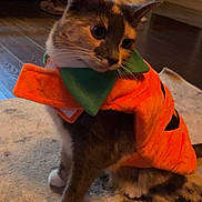 Missy is registered to the contest to win money with this photo: cat, costume, pumpkin, orange, pet, indoor, floor, rug, animal, feline, cute, decor, home, two_cats, brown, white, green, black, sitting, background