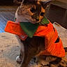 cat, costume, pumpkin, orange, pet, indoor, floor, rug, animal, feline, cute, decor, home, two_cats, brown, white, green, black, sitting, background