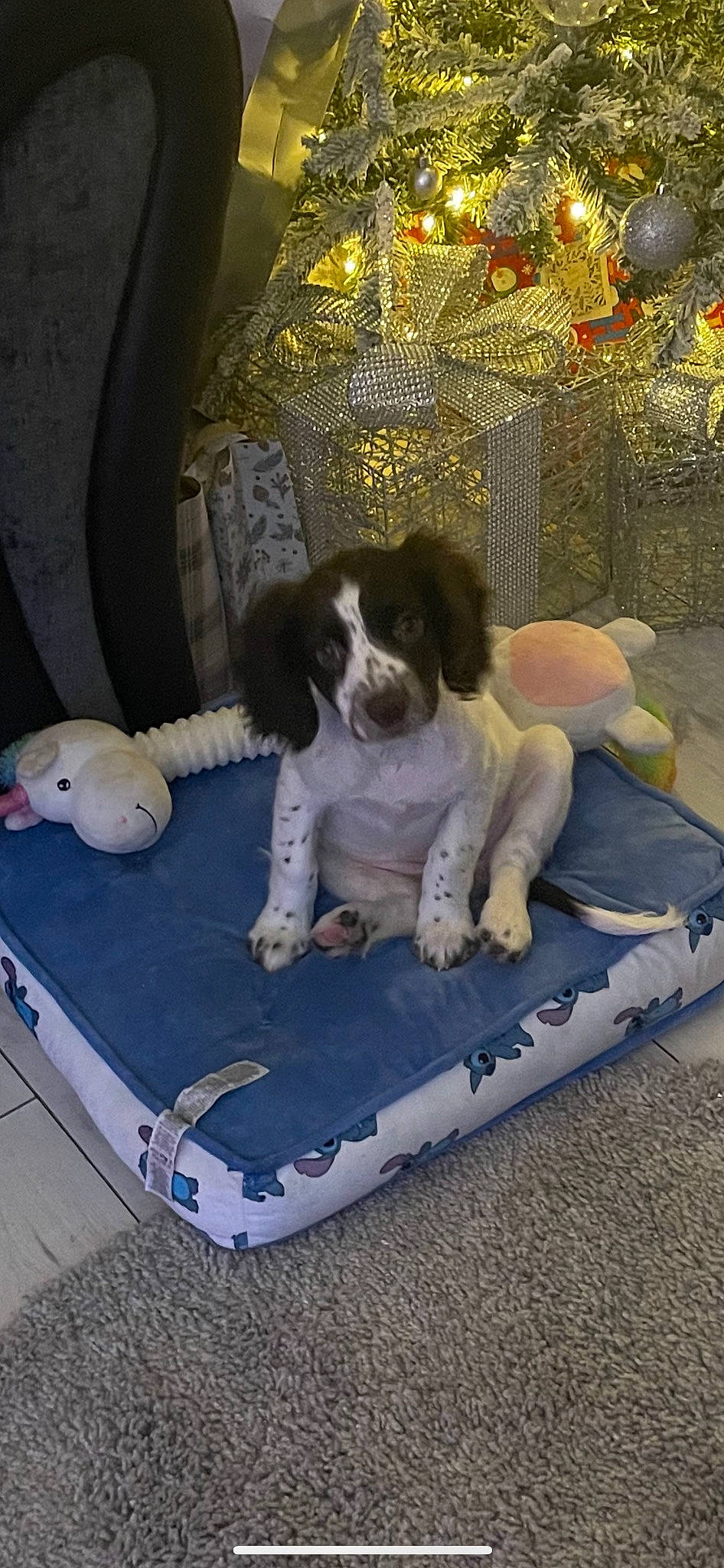 Darcy is registered to the contest to win money with this photo: bumper, canidae, carnivore, comfort, companion_dog, dog, dog_breed, leisure, mammal, paw, recreation, sporting_group, vertebrate, working_animal