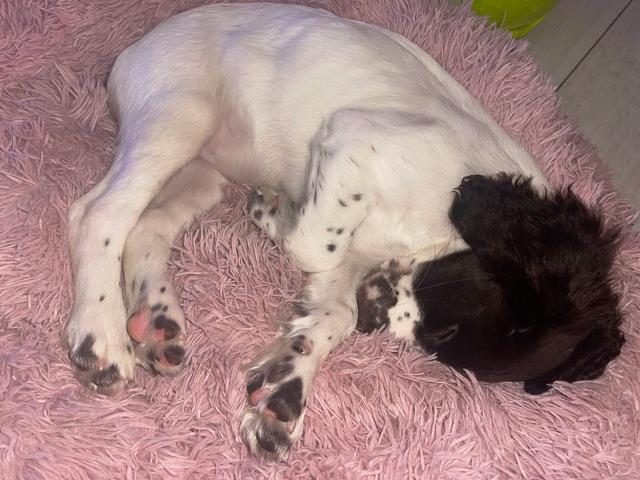 Darcy is registered to the contest to win money with this photo: canidae, carnivore, claw, comfort, companion_dog, dog, dog_breed, dog_supply, fawn, fur, mammal, nap, non_sporting_group, paw, puppy, snout, sporting_group, tail, terrestrial_animal, working_animal