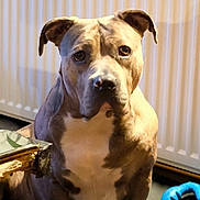 Viviane a rejoint le concours — aidez-le/la à gagner de superbes lots ! animal, brown, canine, chew_toy, companion, dog, domestic, ears, eyes, floor, fur, home, indoor, nose, pet, portrait, radiator, sitting, table, white