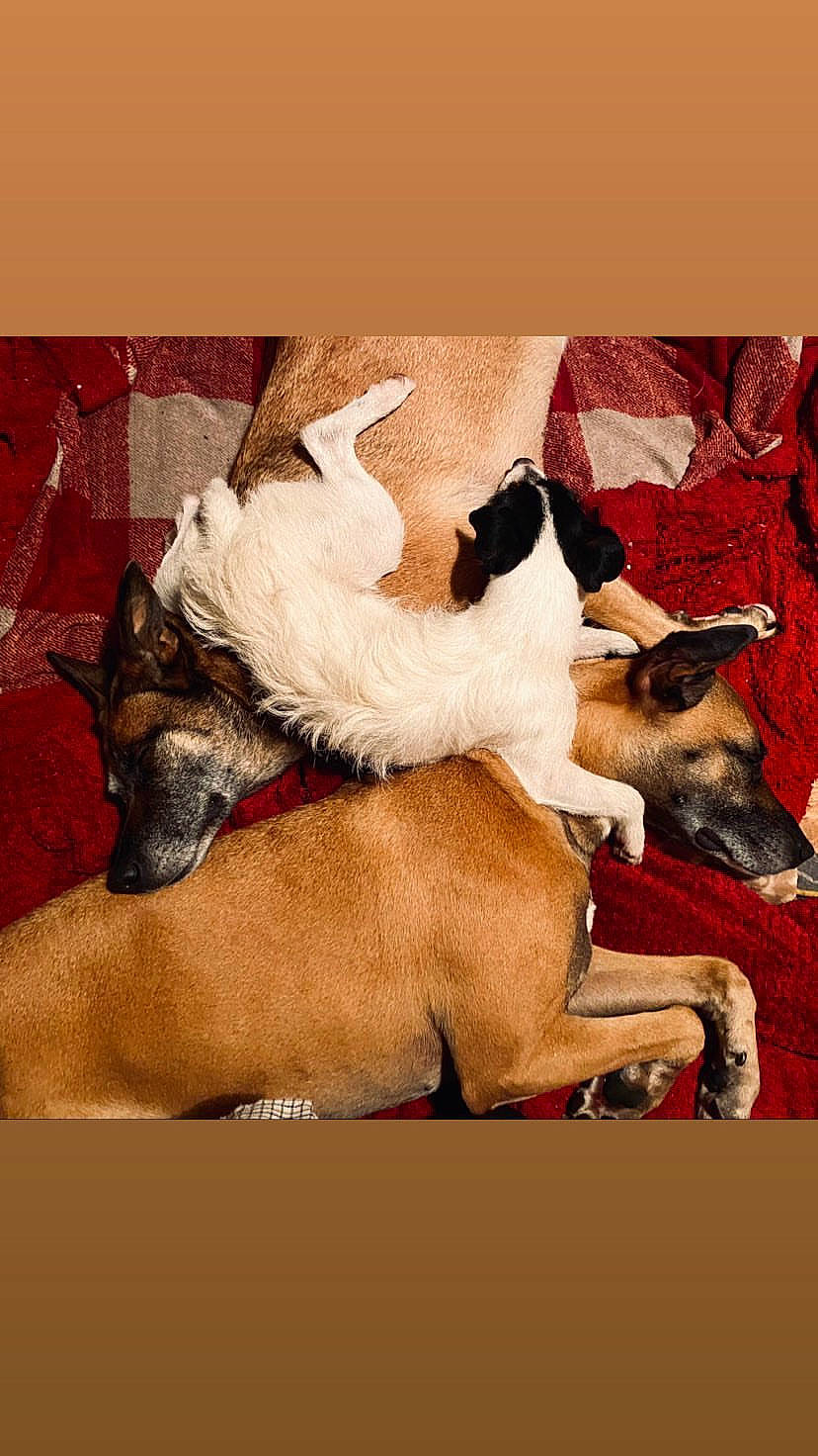 Scamp joined the competition — help win amazing prizes! art, canidae, carnivore, comfort, companion_dog, dog, dog_breed, fawn, illustration, linens, painting, paw, photo_caption, rectangle, room, snout, sporting_group, square, visual_arts, working_animal