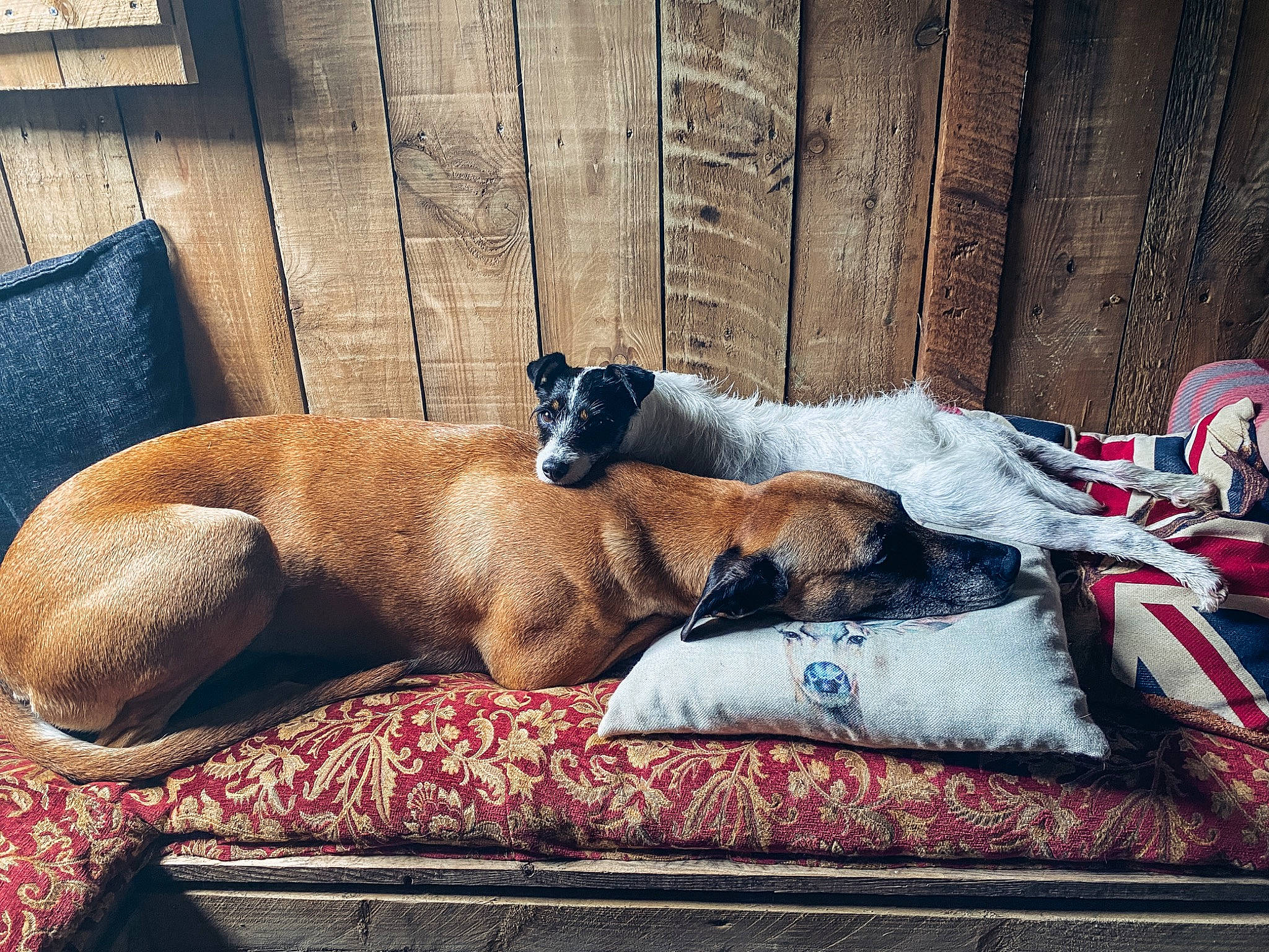 Scamp joined the competition — help win amazing prizes! art, canidae, carmine, carnivore, comfort, companion_dog, dog, dog_breed, dog_supply, fawn, hardwood, human_leg, nap, paw, pet_supply, sporting_group, tail, whiskers, wood, working_animal