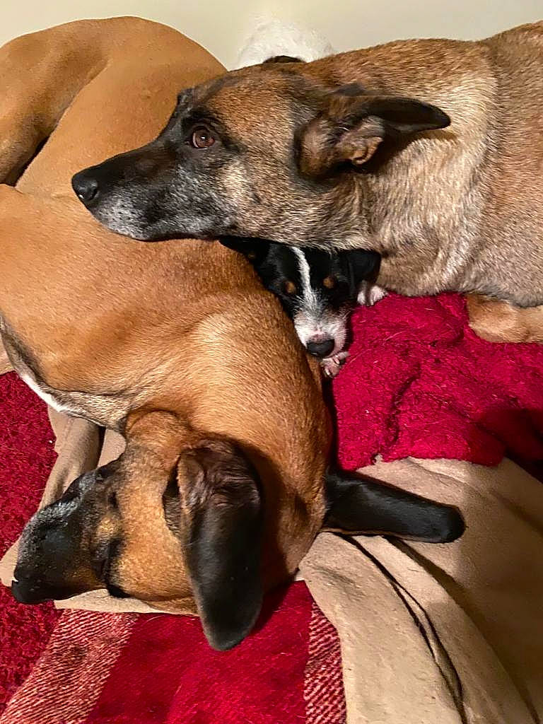 Scamp joined the competition — help win amazing prizes! bored, canidae, carnivore, comfort, companion_dog, dog, dog_breed, dog_supply, fawn, fur, linens, nap, paw, pet_supply, sleep, snout, sporting_group, terrestrial_animal, whiskers