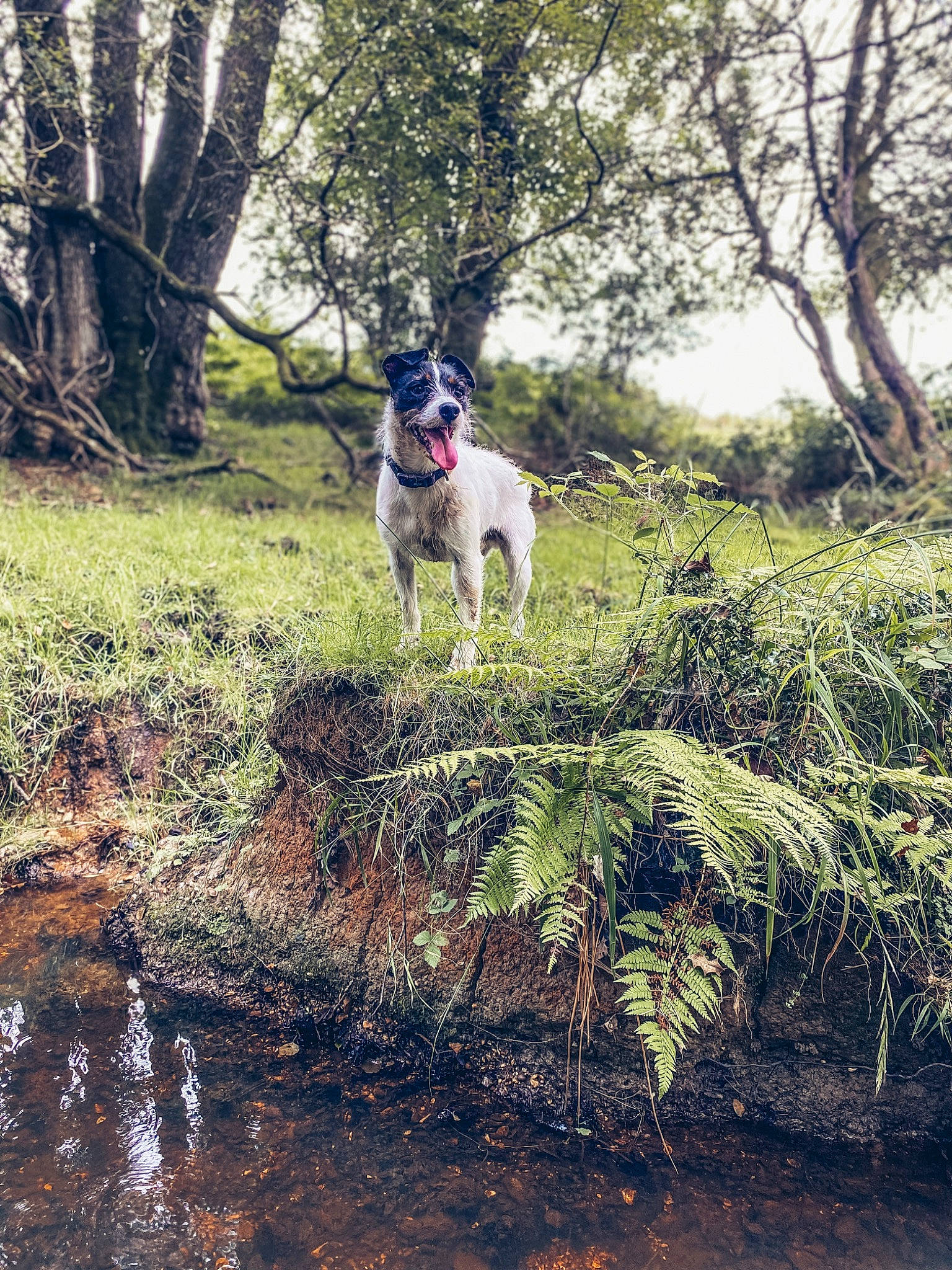 Scamp is registered to the contest to win money with this photo: carnivore, dog, dog_breed, forest, grass, jungle, landscape, natural_landscape, pasture, plant, shrub, soil, tail, temperate_broadleaf_and_mixed_forest, tree, water, wildlife, wood, woodland, working_animal