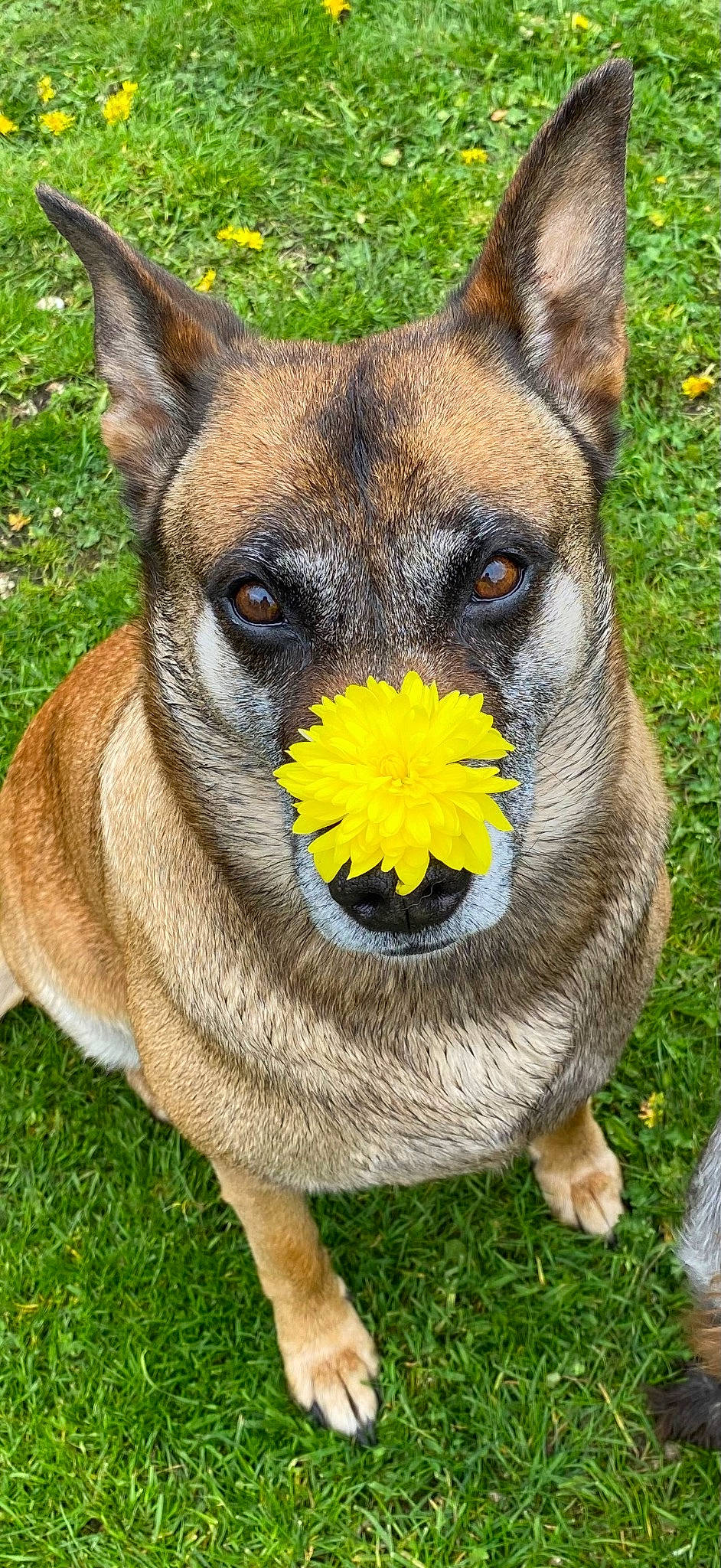 Darcy joined the competition — help win amazing prizes! canidae, carnivore, collar, companion_dog, dog, dog_breed, dog_collar, dog_supply, eye, fawn, flower, fur, grass, plant, snout, sporting_group, tail, terrestrial_animal, whiskers, working_animal