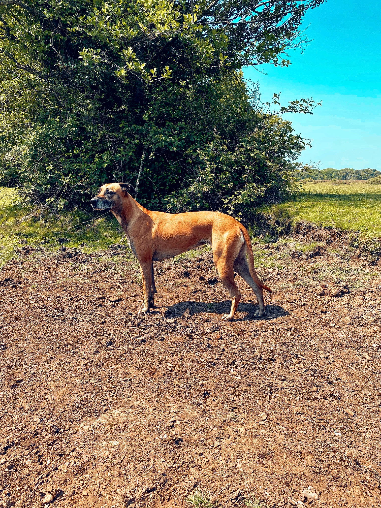 Indi is registered to the contest to win money with this photo: carnivore, companion_dog, dog, dog_breed, fawn, grass, grassland, guard_dog, landscape, mudhol_hound, pasture, plant, sighthound, sky, soil, tail, terrestrial_animal, tree, wildlife, working_animal